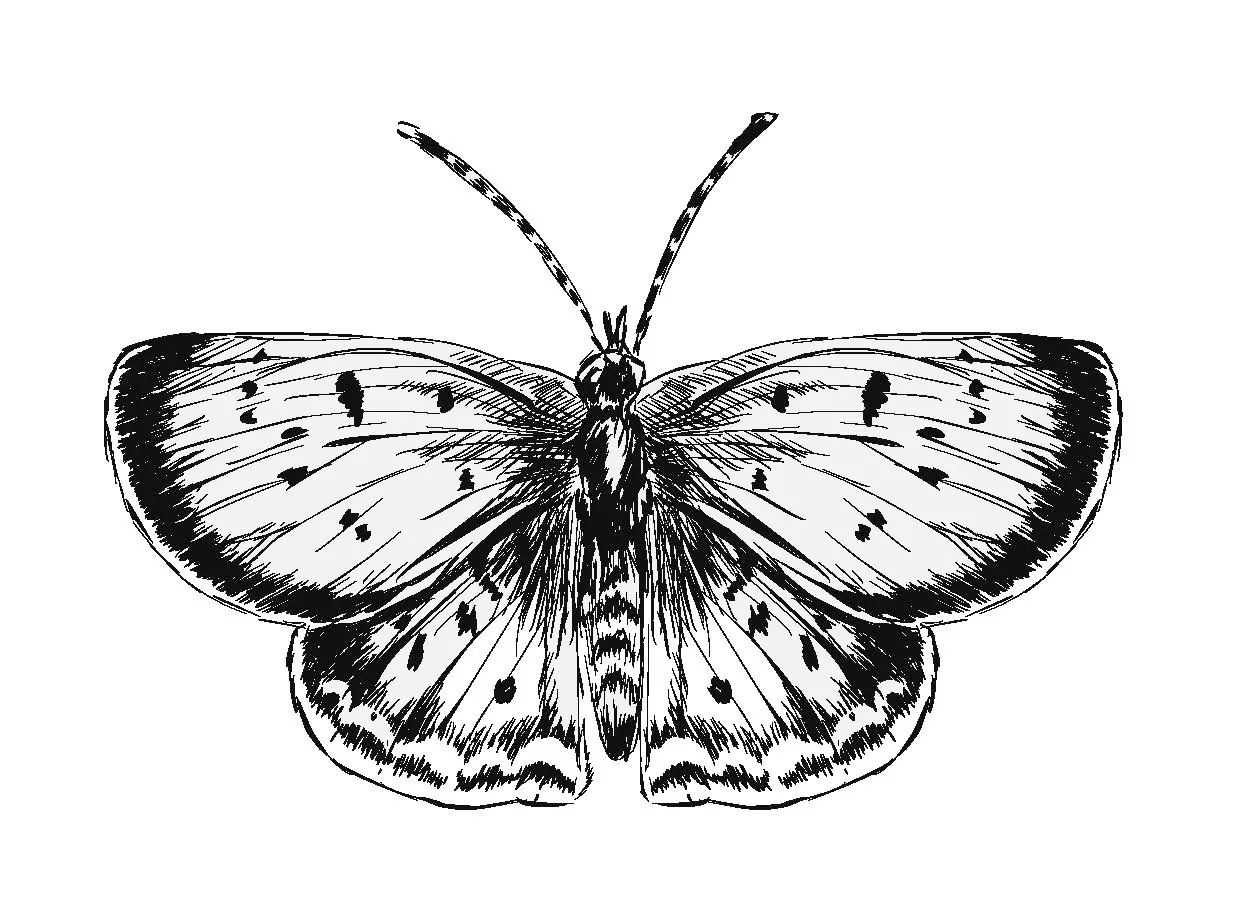 image-animal
